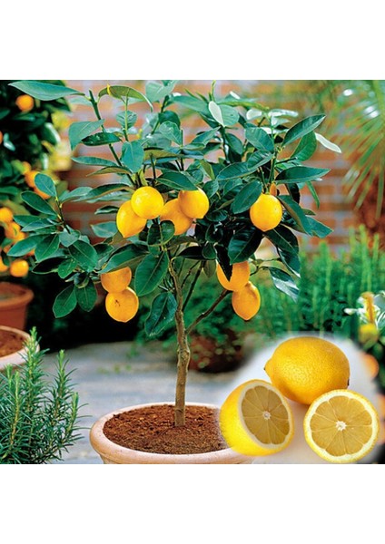 Bodur Bonsai Limon Ağacı Tohumu 5'li