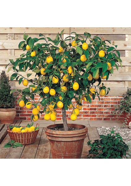 Bodur Bonsai Limon Ağacı Tohumu 5'li