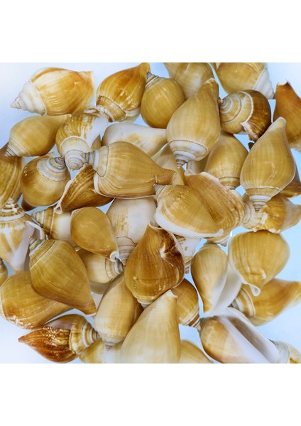 Gerçek Deniz Kabuğu 1000 gr Paket Strombus Canarıum