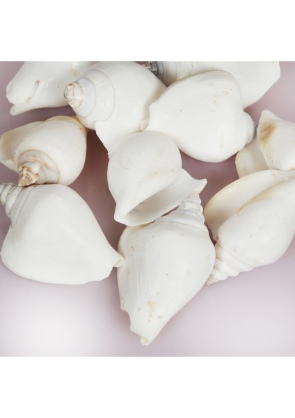 Gerçek Deniz Kabuğu 1000 gr Paket Strombus Canarıum-Beyaz