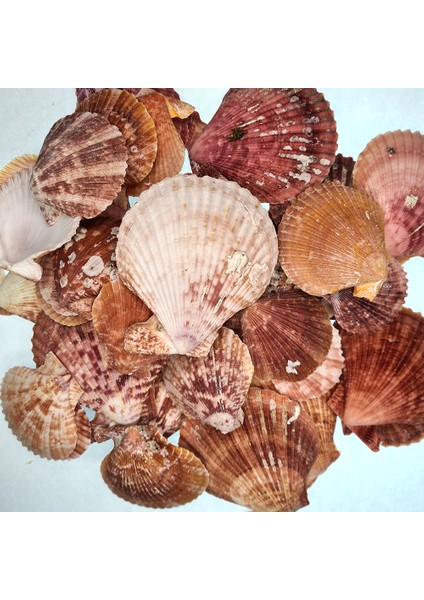 Gerçek Deniz Kabuğu 1000 gr Paket Pecten Novalıs Naturel