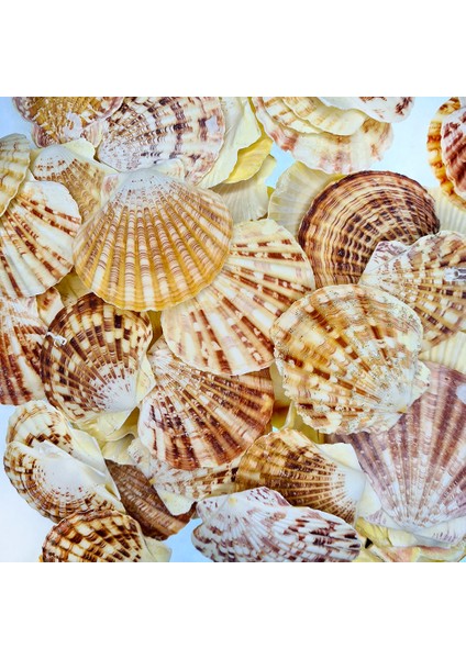 Gerçek Deniz Kabuğu 1000 gr Paket Pecten Mascarensıs