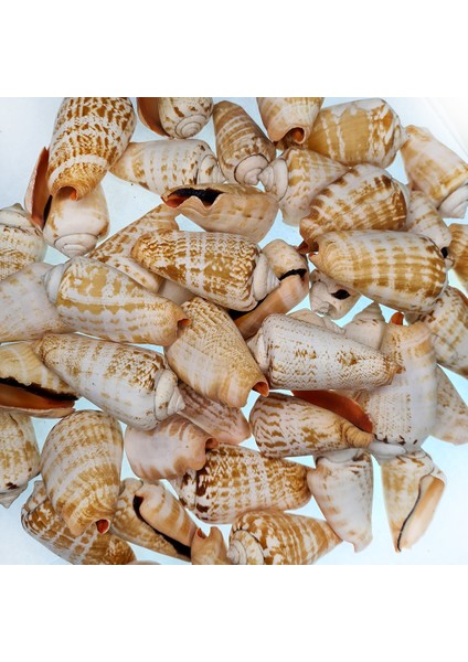 Gerçek Deniz Kabuğu 1000 gr Paket Luahnus