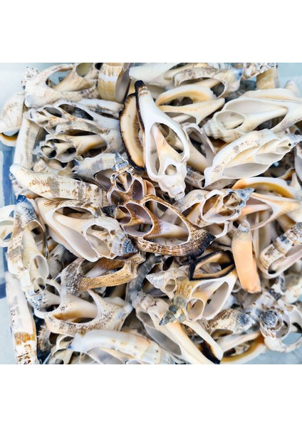 Gerçek Deniz Kabuğu 1000 gr Paket Kesik Urceus