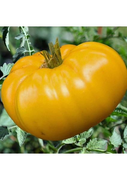 Nadir Dev Italyan Sarı Pileli Domates Tohumu 5 Tohum modelleri