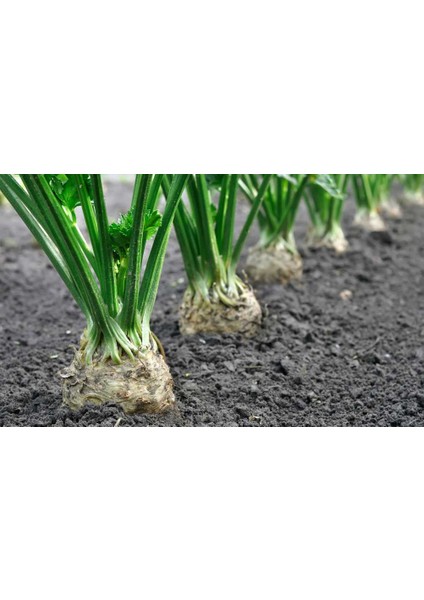 Murat Tohum Eko Paket Kereviz Tohumu 200 Adet Tohum modelleri