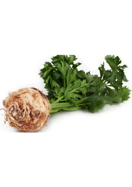 Murat Tohum Eko Paket Kereviz Tohumu 200 Adet Tohum fırsatları