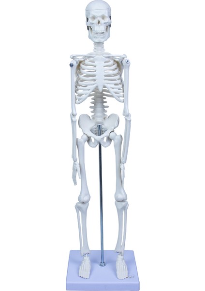 Iskelet Sistemi Modeli 45 cm