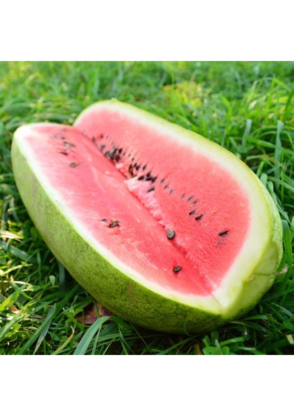 Murat Tohum Eko Paket Çarliston Gray Karpuz Tohumu 35 Adet Tohum modelleri