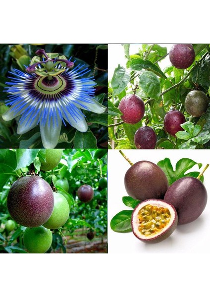 Murat Tohumculuk Murat Tohum Eko Paket Passiflora Çiçeği Tohumu Çarkıfelek Çiçeği Tohumu 10 Tohum