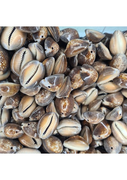 Gerçek Deniz Kabuğu 1000 gr Paket Cyprea Caputserpentıs - Iki Delikli