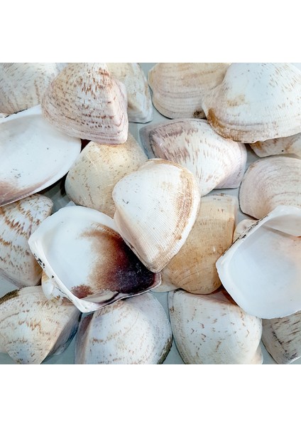 Gerçek Deniz Kabuğu 1000 gr Paket Gıant Shells Brown