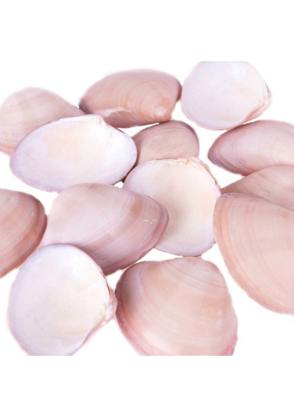 Gerçek Deniz Kabuğu 1000 gr Paket Chocolate Clams