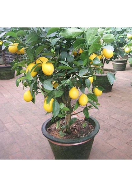 Bodur Bonsai Limon Ağacı Tohumu Italyan Limon 5 Adet Tohum