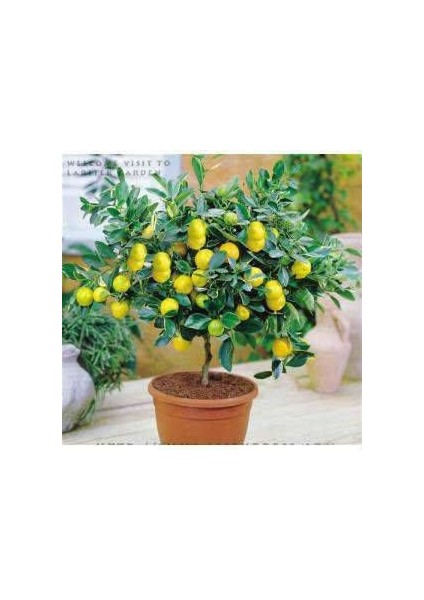 Bodur Bonsai Limon Ağacı Tohumu Italyan Limon 5 Adet Tohum fiyatları