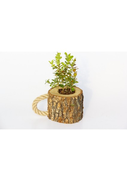 Ofis Bitkisi Buxus 2 Adet - Ahşap Kupa Saksıda