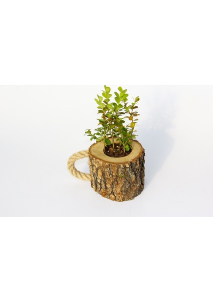 Ofis Bitkisi Buxus 2 Adet - Ahşap Kupa Saksıda