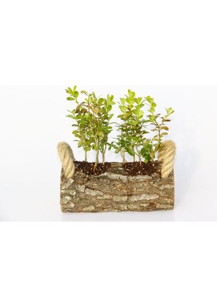 Ofis Bitkisi Buxus 2 Adet - Twin Set