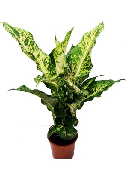 DİFENBAHYA MARS - ÇİLLİ DİFENBAHYA