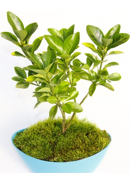 Bonsai Euonymus Japonica Aurea 2 Adet