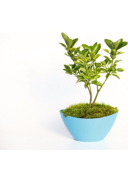 Bonsai Euonymus Japonica Aurea 3 Adet