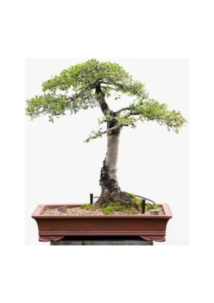 Murat Tohum Bodur Bonsai Kırmızı Alıç Ağacı Tohumu Ekim Seti 5 Adet Tohum +Saksı+Toprak