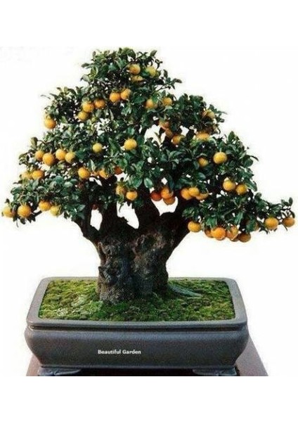 Murat Tohum Bodur Bonsai Kayısı Ağacı Tohumu Ekim Seti 2 Adet Tohum + Saksı + Toprak