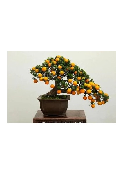 Murat Tohum Bodur Bonsai Kayısı Ağacı Tohumu Ekim Seti 2 Adet Tohum + Saksı + Toprak