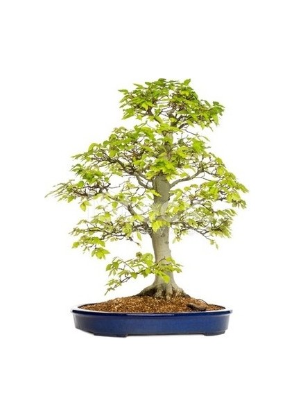 Murat Tohumculuk Murat Tohum Bodur Bonsai Sarı Alıç Ağacı Tohumu Ekim Seti 5 Adet Tohum + Saksı + Toprak