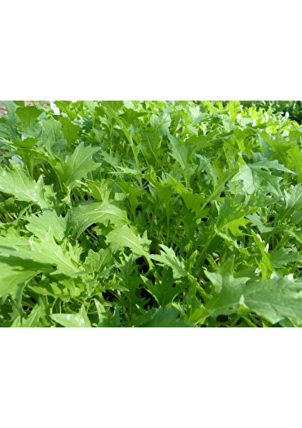 Murat Tohumculuk Murat Tohum Eko Paket Bahçe Teresi Tohumu ( Garden Cress) 350 Adet Tohum