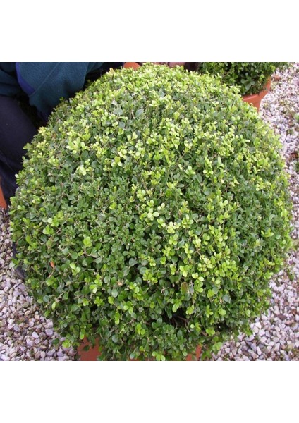 Tacirdepoticaret Tüplü Şimşir (Buxus Sempervirens) Fidanı