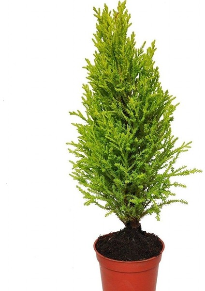 Tacirdepoticaret Limoni Servi (Cupressus Macrocarpa) Fidanı (20/30 Cm)-5 Adet