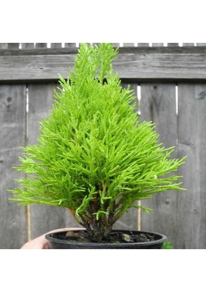 Tacirdepoticaret Limoni Servi (Cupressus Macrocarpa) Fidanı (20/30 Cm)-5 Adet