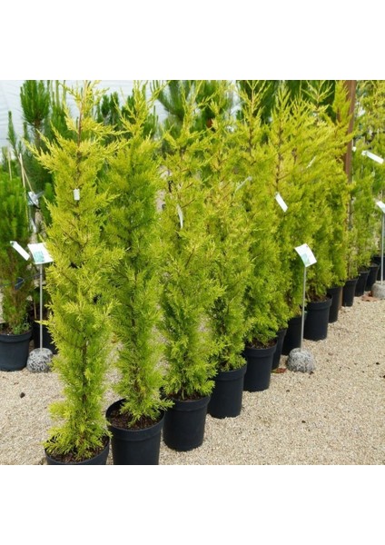 Tacirdepoticaret Limoni Servi (Cupressus Macrocarpa) Fidanı (20/30 Cm)-5 Adet