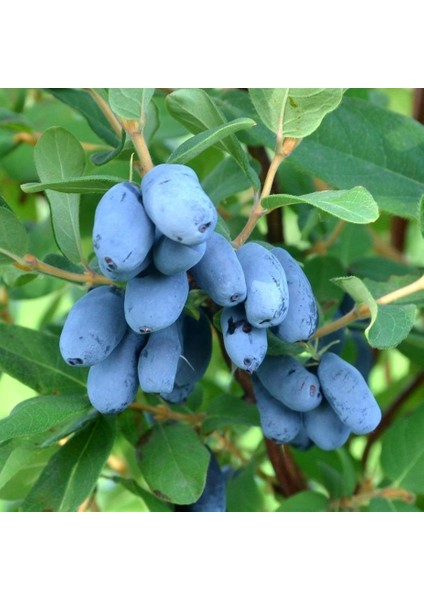 Tüplü Honeyberry Bal Yemişi Fidanı