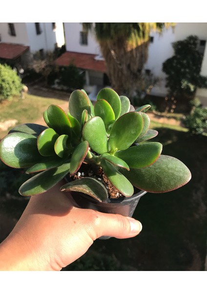 Sukulent Çeşitleri Crassula Ovata - Para Çiçeği Büyük Boy