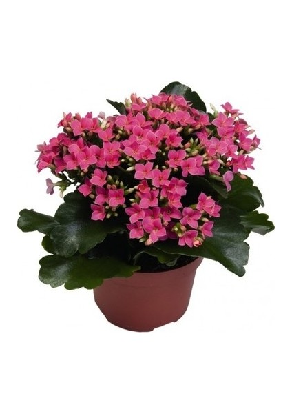 Aac tarım Kalanşo Çiçeği Kalanchoe Çiçeği Bitki Ev Ofis Bitkisi 20 - 25 cm Pembe