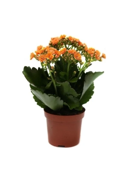 Aac tarım Kalanşo Çiçeği Kalanchoe Çiçeği Bitki Ev Ofis Bitkisi 20 - 25 cm Turuncu