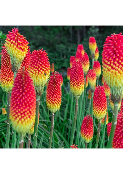 Murat Tohumculuk Murat Tohum Fener Çiçeği Tohumu (Kniphofia Uvaria) Tohumu Ekim Seti 10 Adet Tohum + Saksı + Toprak +