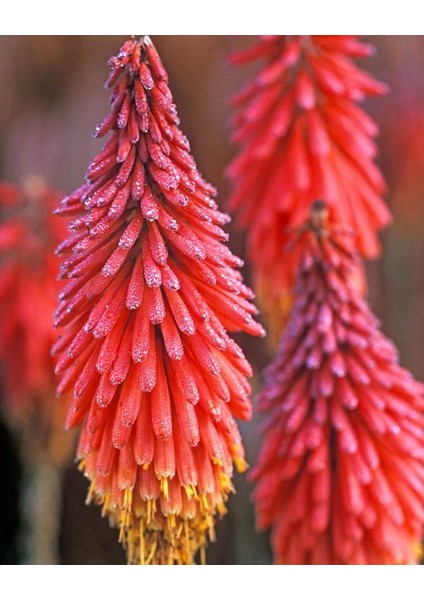 Murat Tohumculuk Murat Tohum Fener Çiçeği Tohumu (Kniphofia Uvaria) Tohumu Ekim Seti 10 Adet Tohum + Saksı + Toprak +