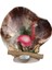Placuna Flamingo Biblo 1