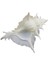 Murex Alabaster 5" 1