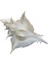 Murex Alabaster 5" 2