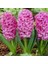Dark Pink Pearl Sümbül Soğanı 3 Adet 1