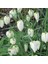 Fritillaria Alba White Ters Lale Soğanı 1 Adet 1