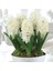 Hyacinthus White King Sümbül Soğanı 3 Adet 1