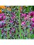 Purble Color Fritillaria Persica Ters Lale Soğanı 1 Adet 2