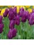 Purple Dream Eflatun Osmanlı Lale Soğanı 5 Adet 1