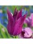 Purple Dream Eflatun Osmanlı Lale Soğanı 5 Adet 2