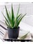 Aloe Vera Bitkisi 30-40cm 1